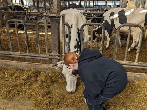 Besuch eines Kuhstalls im Rahmen des Lernprojekts Gersdorf